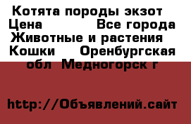 Котята породы экзот › Цена ­ 7 000 - Все города Животные и растения » Кошки   . Оренбургская обл.,Медногорск г.